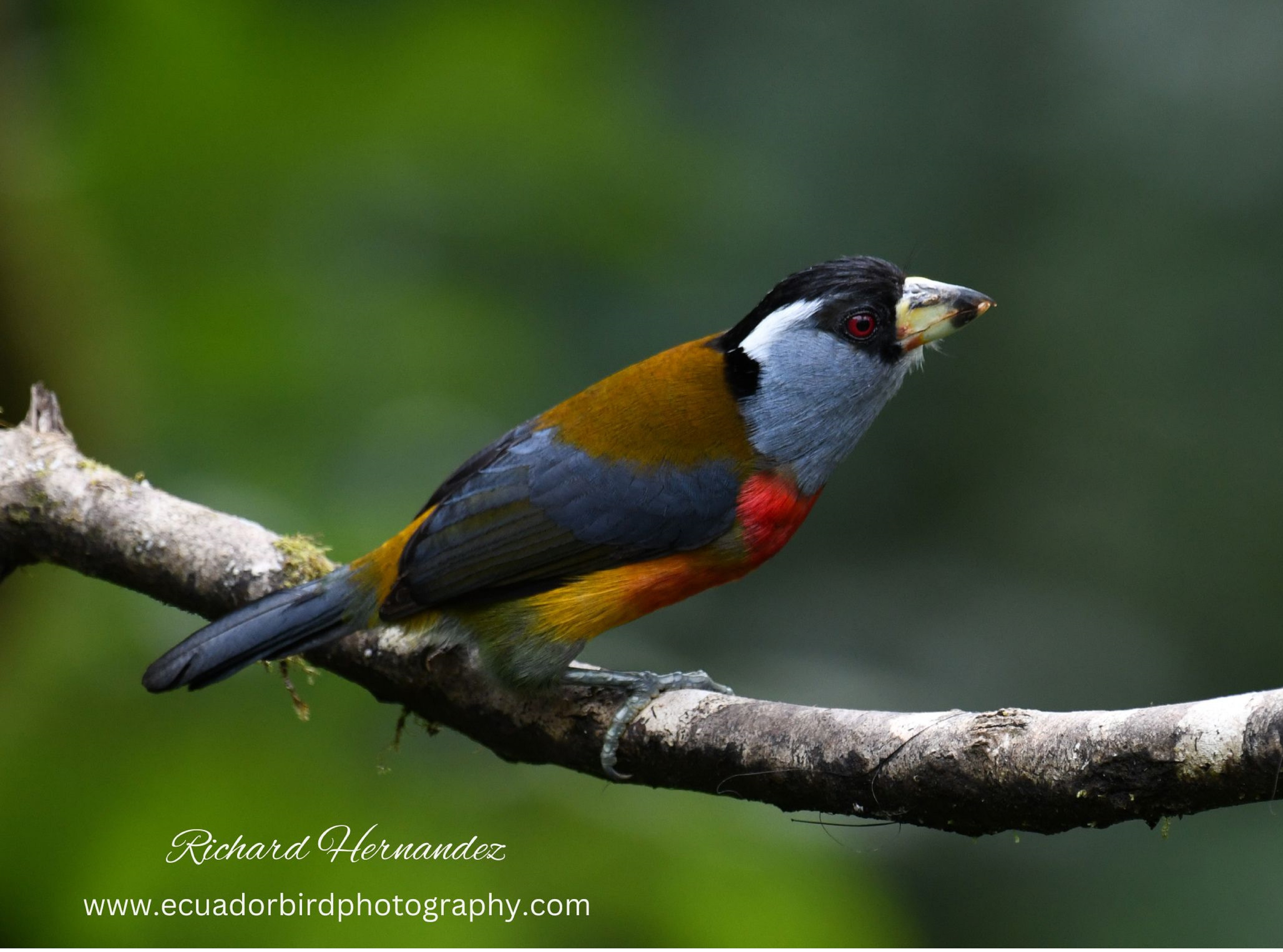 toucan barbet mindo